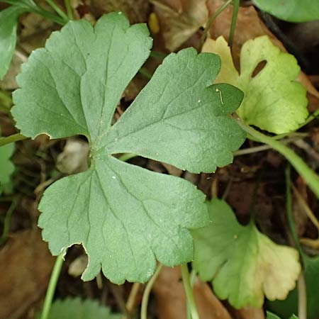 Ranunculus halebardifolius / Halberd-Leaved Goldilocks, D Dormagen-Delhoven 23.4.2017