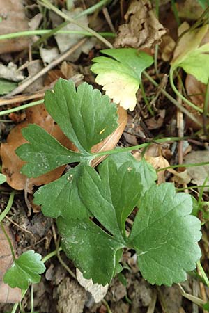 Ranunculus halebardifolius \ Hellebardenblttriger Gold-Hahnenfu / Halberd-Leaved Goldilocks, D Dormagen-Delhoven 23.4.2017