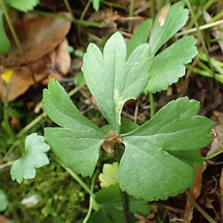 Ranunculus halebardifolius \ Hellebardenblttriger Gold-Hahnenfu, D Dormagen-Delhoven 23.4.2017