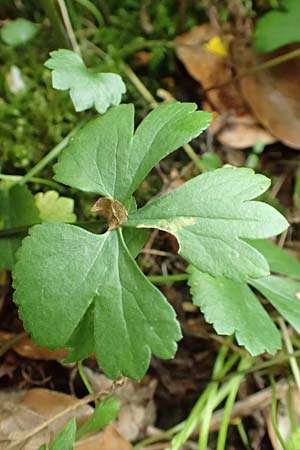 Ranunculus halebardifolius \ Hellebardenblttriger Gold-Hahnenfu / Halberd-Leaved Goldilocks, D Dormagen-Delhoven 23.4.2017