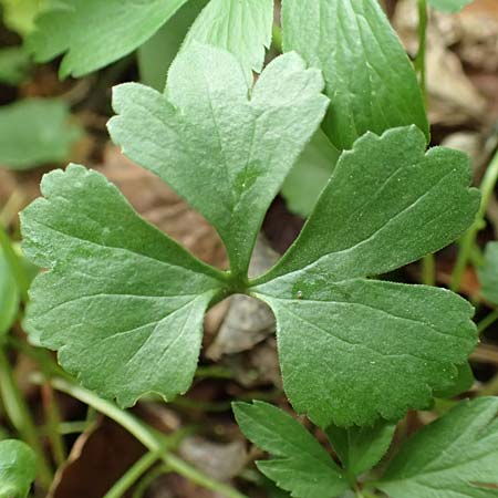 Ranunculus halebardifolius \ Hellebardenblttriger Gold-Hahnenfu / Halberd-Leaved Goldilocks, D Dormagen-Delhoven 23.4.2017