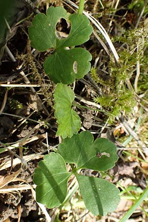 Ranunculus hirsutulus \ Flaum-Gold-Hahnenfu / Fluffy Goldilocks, D Pforzheim 29.4.2017