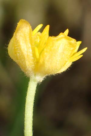 Ranunculus hirsutulus \ Flaum-Gold-Hahnenfu, D Pforzheim 29.4.2017