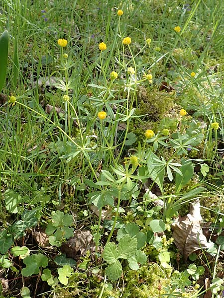 Ranunculus hirsutulus \ Flaum-Gold-Hahnenfu / Fluffy Goldilocks, D Pforzheim 29.4.2017