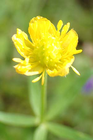 Ranunculus hirsutulus \ Flaum-Gold-Hahnenfu / Fluffy Goldilocks, D Pforzheim 29.4.2017