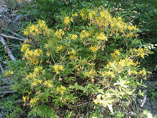 Rhododendron luteum \ Gelbe Alpenrose, Pontische Azalee / Yellow Rhododendron, D Schwarzwald/Black-Forest, Todtnau 27.5.2017