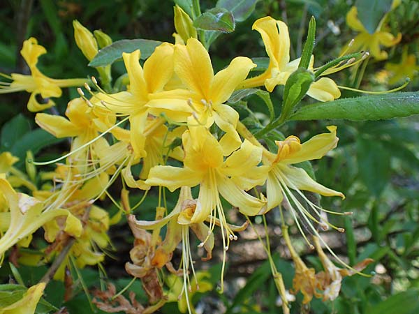 Rhododendron luteum \ Gelbe Alpenrose, Pontische Azalee, D Schwarzwald, Todtnau 27.5.2017