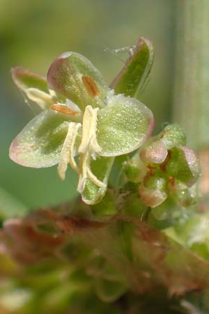 Rumex hydrolapathum \ Flu-Ampfer, Teich-Ampfer / Great Water Dock, D Laudenbach am Main 24.6.2017