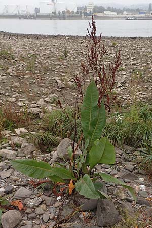 Rumex hydrolapathum / Great Water Dock, D Weißenthurm-Kaltenengers 27.9.2017