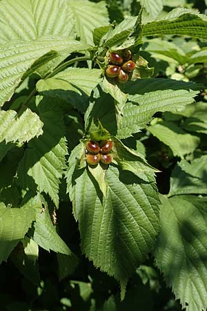 Rhodotypos scandens / Jetbead, D Frankfurt-Schwanheim 20.6.2018