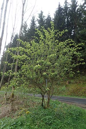 Sambucus racemosa \ Roter Holunder, Trauben-Holunder, D Schalksmühle 25.4.2019