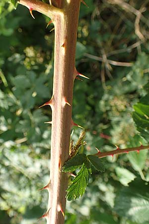 Rubus divaricatus ? \ Sparrige Brombeere, Auseinandergezogene Brombeere / Spreading Bramble, D Herne 27.7.2019