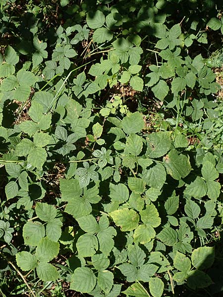 Rubus holandrei / Gross Bramble, D Eggenstein-Leopoldshafen 18.8.2019