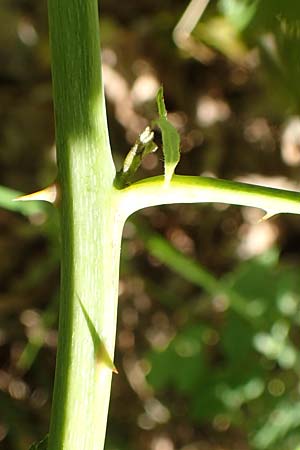 Rubus holandrei / Gross Bramble, D Eggenstein-Leopoldshafen 18.8.2019