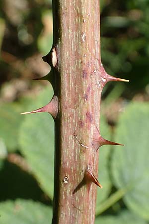 Rubus holandrei / Gross Bramble, D Eggenstein-Leopoldshafen 18.8.2019