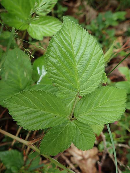 Rubus hermes \ Hermes-Brombeere / Hermes Bramble, D Eifel, Gemünd 9.6.2020