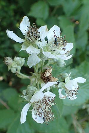 Rubus hassicus \ Hessische Brombeere / Hessian Bramble, D Spessart, Linsengericht-Eidengesäß 20.6.2020