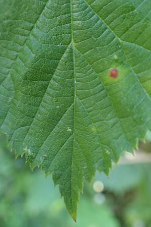 Rubus hassicus \ Hessische Brombeere / Hessian Bramble, D Spessart, Linsengericht-Eidengesäß 20.6.2020