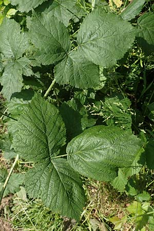 Rubus hadracanthos \ Dickstachelige Haselblatt-Brombeere / Thick-Spined Bramble, D Bad Orb 20.6.2020