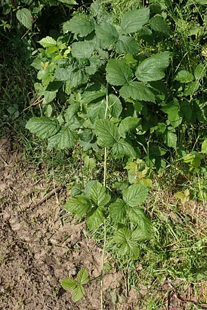 Rubus hadracanthos / Thick-Spined Bramble, D Bad Orb 20.6.2020