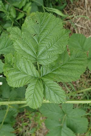 Rubus hadracanthos \ Dickstachelige Haselblatt-Brombeere / Thick-Spined Bramble, D Spessart, Mernes 20.6.2020