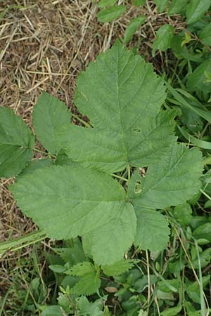 Rubus hadracanthos \ Dickstachelige Haselblatt-Brombeere / Thick-Spined Bramble, D Spessart, Mernes 20.6.2020