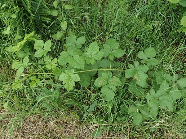 Rubus hadracanthos \ Dickstachelige Haselblatt-Brombeere / Thick-Spined Bramble, D Spessart, Mernes 20.6.2020