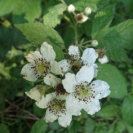 Rubus specE ? \ Haselblatt-Brombeere / Bramble, D Spessart, Obersinn 21.6.2020