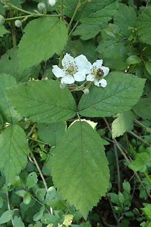 Rubus specE ? \ Haselblatt-Brombeere / Bramble, D Spessart, Obersinn 21.6.2020