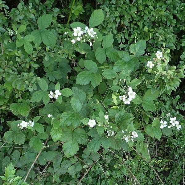 Rubus specE ? \ Haselblatt-Brombeere / Bramble, D Spessart, Obersinn 21.6.2020