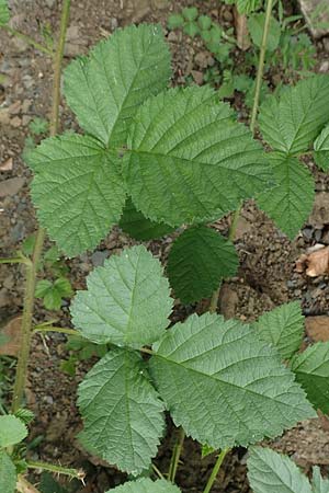 Rubus hadracanthos / Thick-Spined Bramble, D Dillenburg-Donsbach 21.6.2020