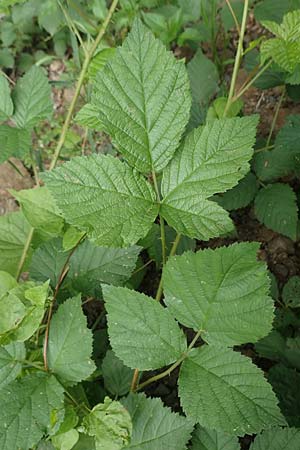 Rubus hadracanthos \ Dickstachelige Haselblatt-Brombeere / Thick-Spined Bramble, D Dillenburg-Donsbach 21.6.2020