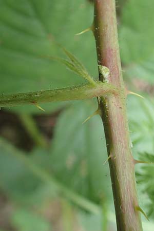 Rubus hadracanthos \ Dickstachelige Haselblatt-Brombeere / Thick-Spined Bramble, D Dillenburg-Donsbach 21.6.2020