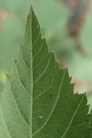Rubus hadracanthos \ Dickstachelige Haselblatt-Brombeere / Thick-Spined Bramble, D Dillenburg-Donsbach 21.6.2020