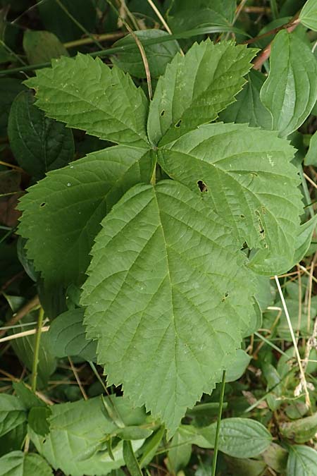 Rubus histrionicus \ Schauspieler-Haselblatt-Brombeere / Actor's Bramble, D Sachsenheim-Häfnerhaslach 24.7.2020