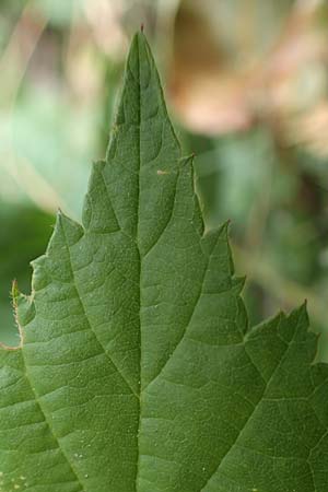 Rubus histrionicus \ Schauspieler-Haselblatt-Brombeere / Actor's Bramble, D Sachsenheim-Häfnerhaslach 24.7.2020