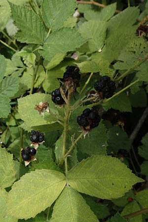 Rubus histrionicus \ Schauspieler-Haselblatt-Brombeere / Actor's Bramble, D Sachsenheim-Häfnerhaslach 24.7.2020