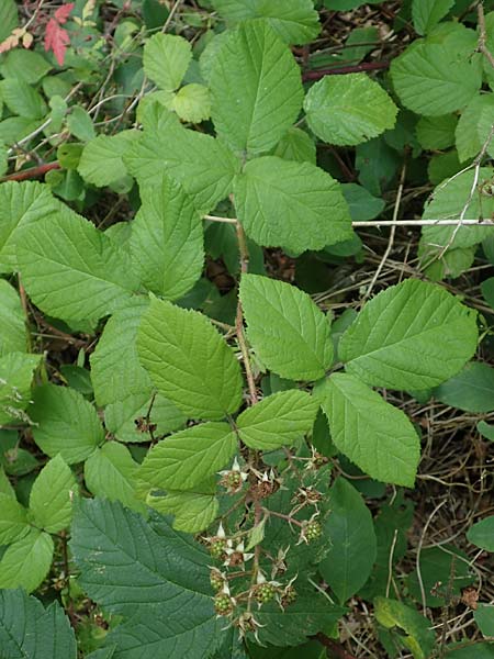 Rubus haeupleri \ Huplers Brombeere, D Willebaldessen 29.7.2020