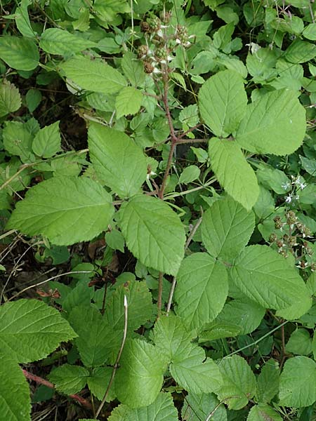 Rubus haeupleri \ Huplers Brombeere, D Willebaldessen 29.7.2020
