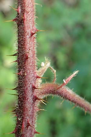 Rubus haeupleri \ Huplers Brombeere, D Willebaldessen 29.7.2020