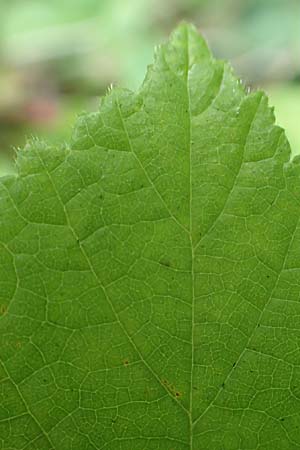 Rubus haeupleri \ Huplers Brombeere / Haeupler's Bramble, D Willebaldessen 29.7.2020