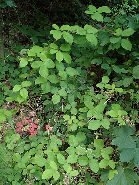 Rubus haeupleri \ Häuplers Brombeere / Haeupler's Bramble, D Willebaldessen 29.7.2020