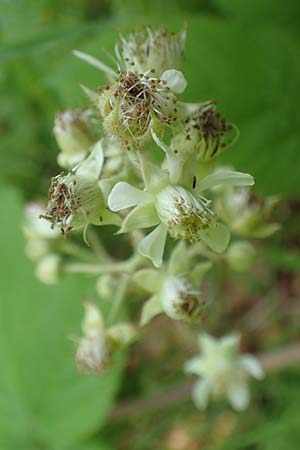 Rubus haeupleri \ Huplers Brombeere / Haeupler's Bramble, D Willebaldessen 29.7.2020