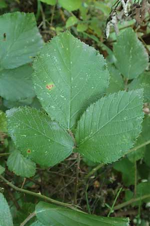 Rubus hypomalacus \ Samtblttrige Brombeere / Velvet-Leaved Bramble, D Bad Orb 19.8.2020