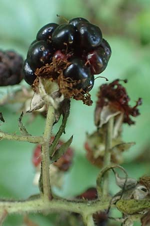 Rubus hypomalacus \ Samtblttrige Brombeere / Velvet-Leaved Bramble, D Bad Orb 19.8.2020