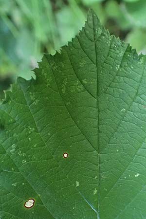 Rubus hypomalacus \ Samtblättrige Brombeere / Velvet-Leaved Bramble, D Bad Orb 19.8.2020