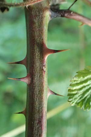 Rubus hypomalacus \ Samtblttrige Brombeere / Velvet-Leaved Bramble, D Bad Orb 19.8.2020