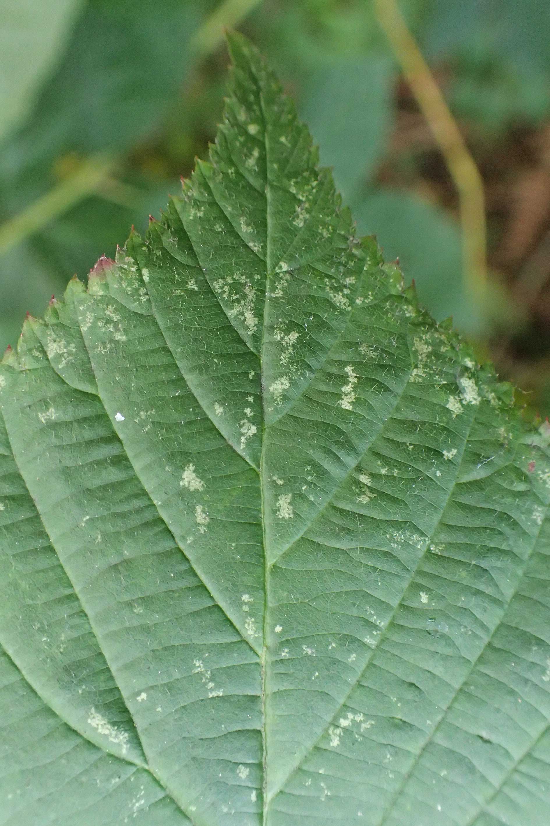 Rubus allegheniensis / Allegheny Blackberry, D Herne 9.9.2020