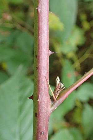 Rubus allegheniensis / Allegheny Blackberry, D Herne 9.9.2020