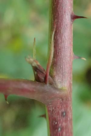 Rubus allegheniensis / Allegheny Blackberry, D Herne 9.9.2020